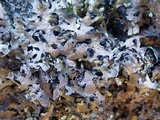 Parmelia omphalodes image