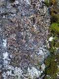 Parmelia omphalodes image