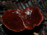 Lactarius atrobadius image