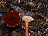Lactarius atrobadius image