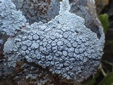 Ochrolechia parella image