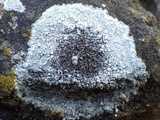 Lecanora campestris image