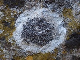 Lecanora campestris image
