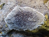 Lecanora campestris image
