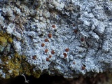 Ophioparma ventosa image