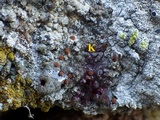 Ophioparma ventosa image
