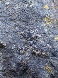 Toninia aromatica image