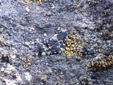Toninia aromatica image