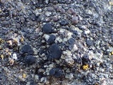 Toninia aromatica image