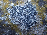 Lecidea sarcogynoides image
