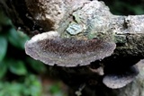 Hexagonia hydnoides image