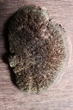 Hexagonia hydnoides image