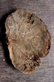 Hexagonia hydnoides image