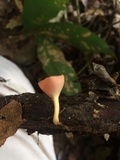 Cookeina speciosa image