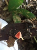 Cookeina speciosa image