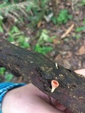Cookeina speciosa image