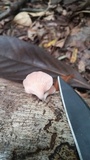 Pleurotus djamor image