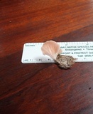 Pleurotus djamor image
