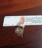Pleurotus djamor image