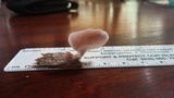Pleurotus djamor image