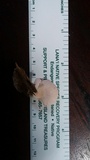 Pleurotus djamor image