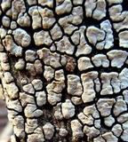 Xylobolus frustulatus image