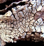 Xylobolus frustulatus image