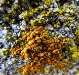 Caloplaca crenulatella image