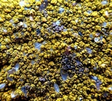 Caloplaca citrina image