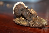 Fomes fasciatus image