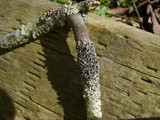 Physcia aipolia image