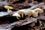 Mycena inclinata image