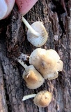 Mycena inclinata image