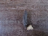 Xylaria cubensis image