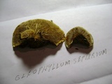 Gloeophyllum sepiarium image