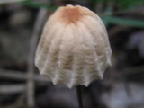 Marasmius siccus image