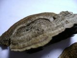 Gloeophyllum sepiarium image