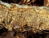 Hydnochaete olivacea image
