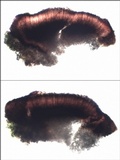 Lecidea sarcogynoides image