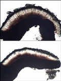 Toninia aromatica image