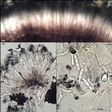 Toninia aromatica image