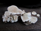 Earliella scabrosa image