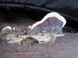Earliella scabrosa image
