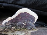 Earliella scabrosa image