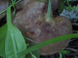 Boletinellus merulioides image