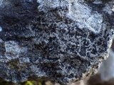 Rinodina teichophila image