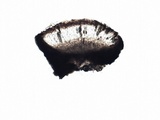Rinodina teichophila image