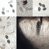 Rinodina teichophila image