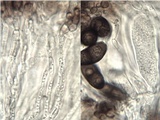 Rinodina teichophila image