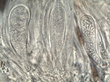 Rinodina teichophila image